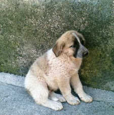 Mastines abandonados en una fabrica-Mañana van a la pererra. Sólo tienen 3 meses