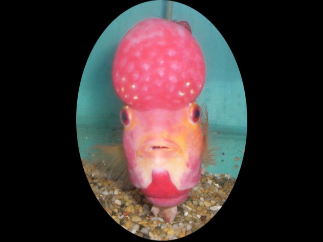 FLOWERHORN
