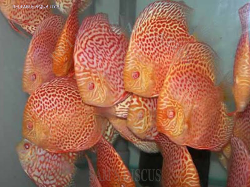 Albino Leopard Snakeskin