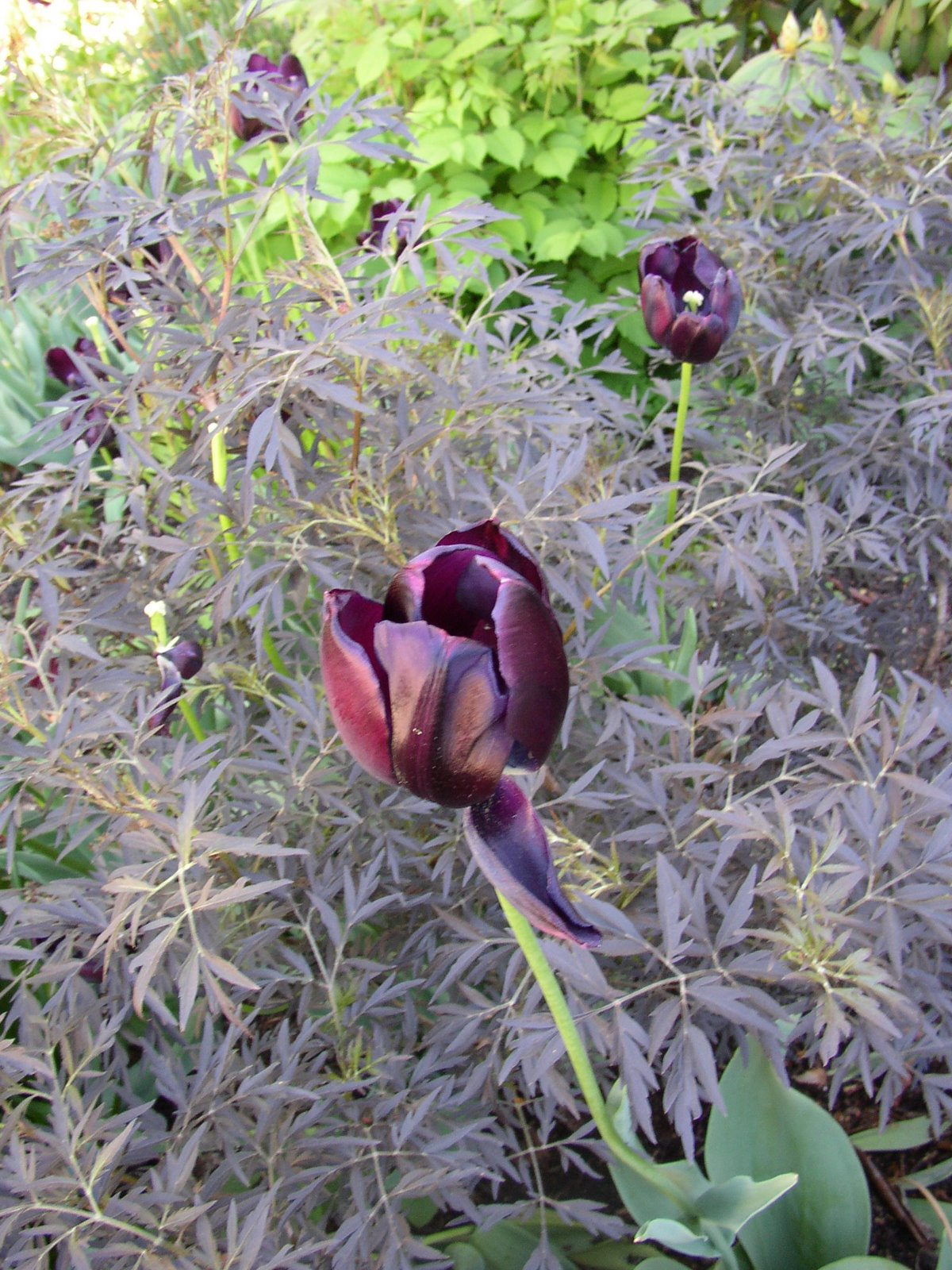 Black Plants
