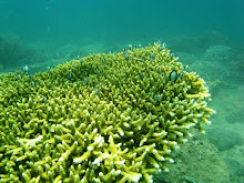 Table Coral with fishes