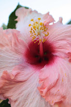 Picturesque Hibiscus