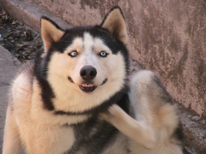 Home Of A Family Guys Furry Pets !