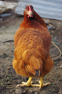 poule+rousse.jpg