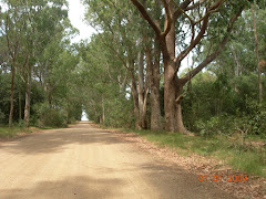 Camino al bosque