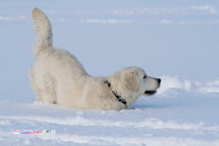 Das Schneehäschen!