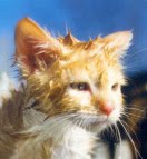 [wet+kitten.jpg]
