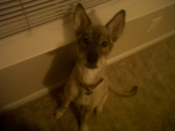 Cute puppy pic for posterity. marley and me puppy years. Cute puppy pic for posterity.