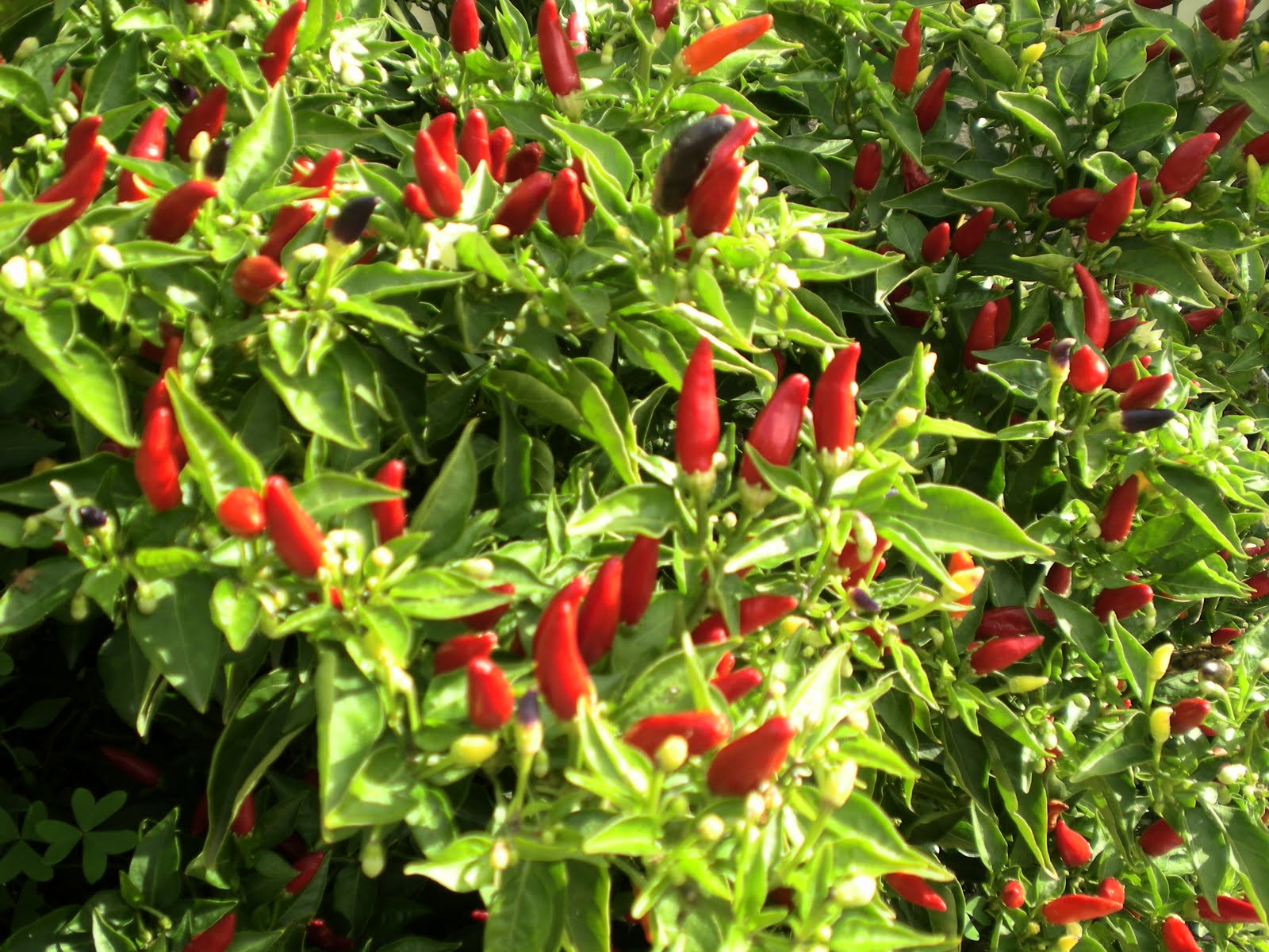 Chilli Tree