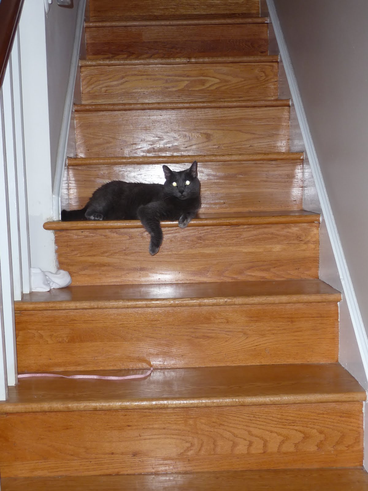 the cape on the corner Cats on Stairs