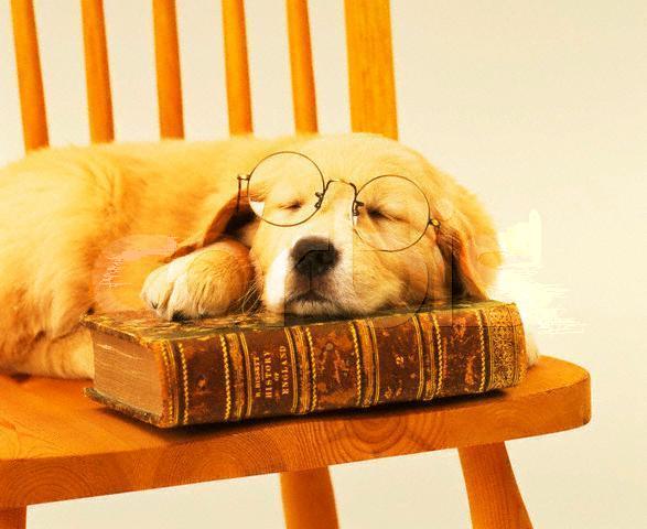 [puppy+sleeping+on+book.jpg]