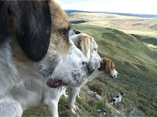 Out with the Border Hunt in the Cheviots