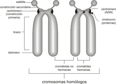 DIBUJO CROMOSOMA PARTE dibujo cromosoma parte: