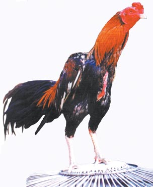 Ayam Bangkok Ayam Bangkok
