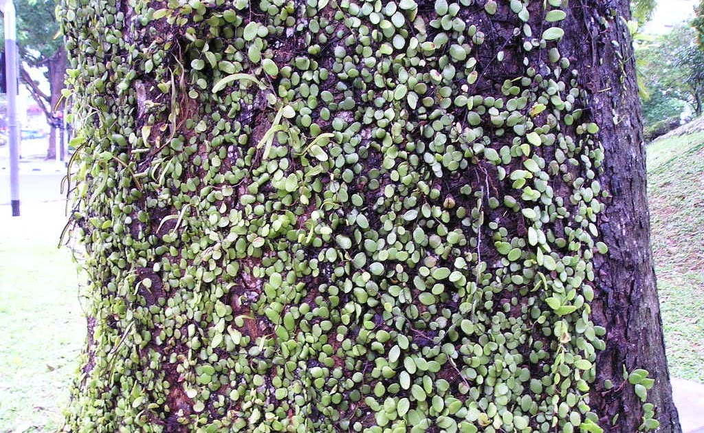 Bun Ger Star Dragon's Scale Ferns