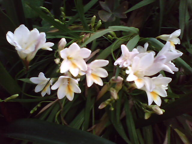 IMAGENS,flores brancas