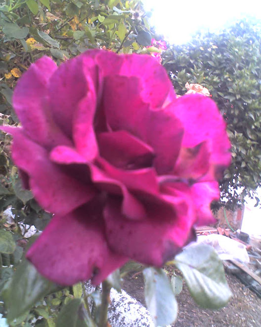 IMAGENS, rosa grande