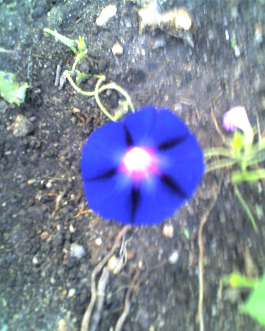 IMAGENS, flor de feijoeiro