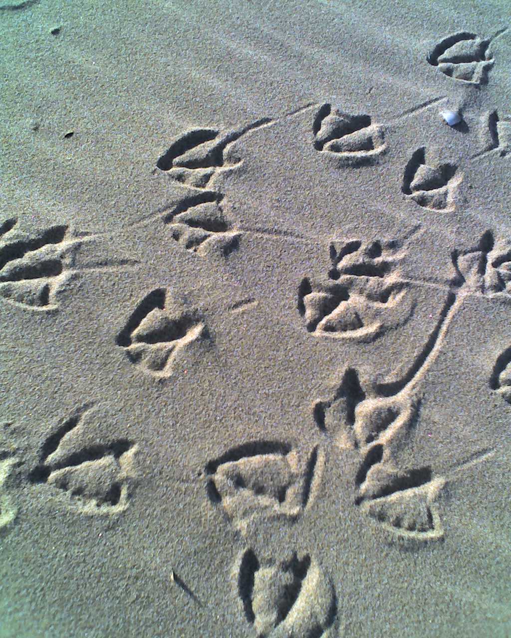pegadas de gaivota sobre a areia seca