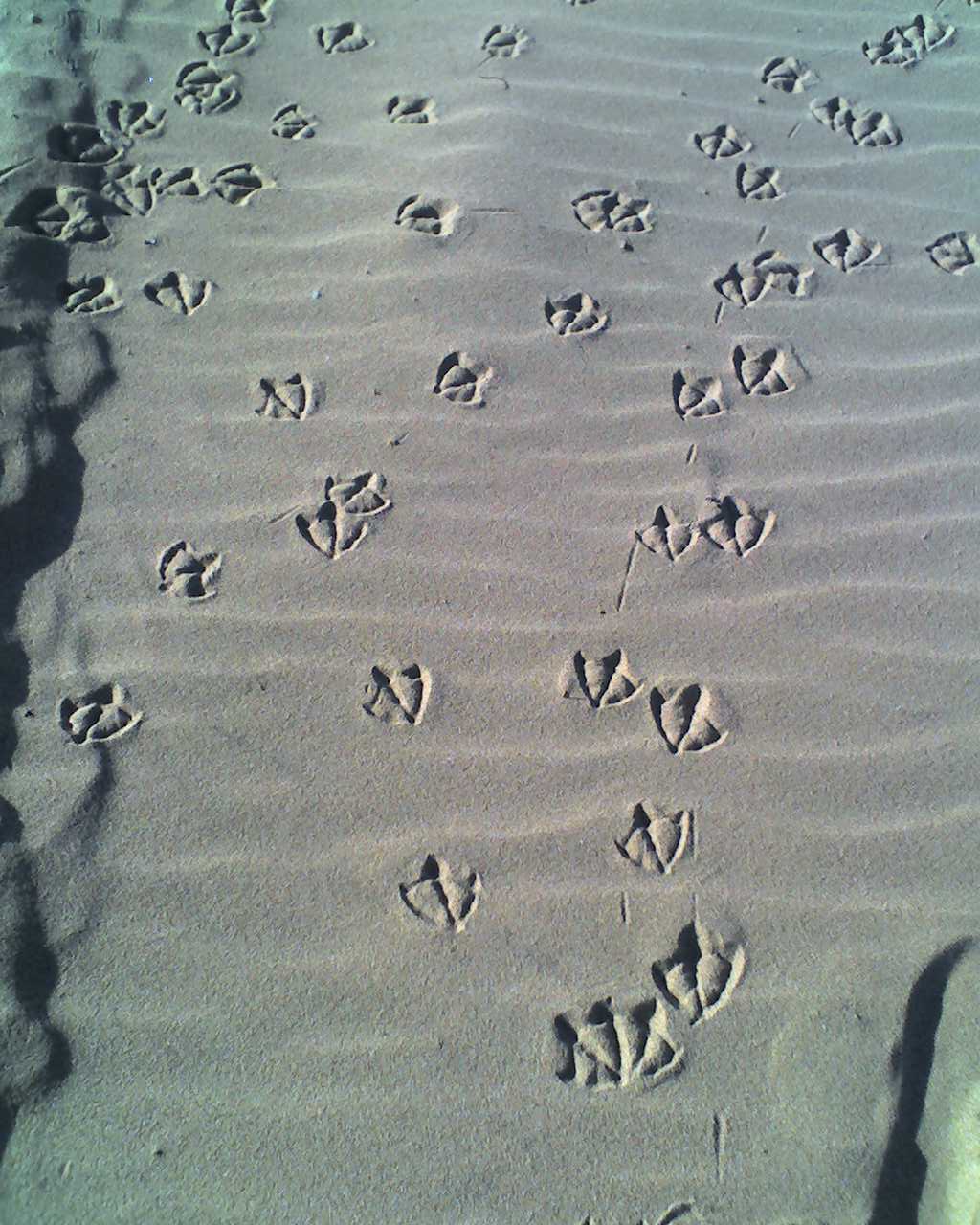 pegadas de gaivota na areia