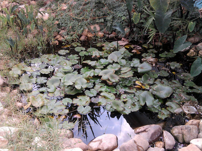 lago, com plantas, folhas