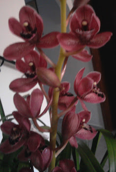 orquidea rosa