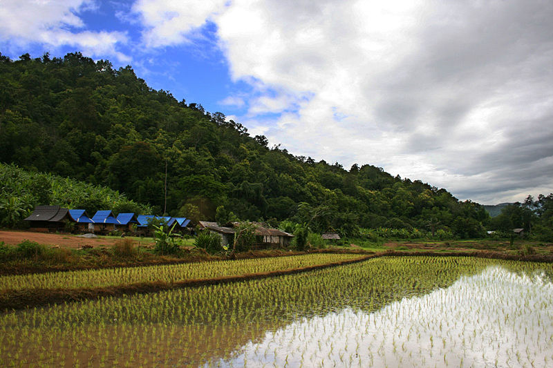 [800px-Rice_plantation_in_Thailand.jpg]
