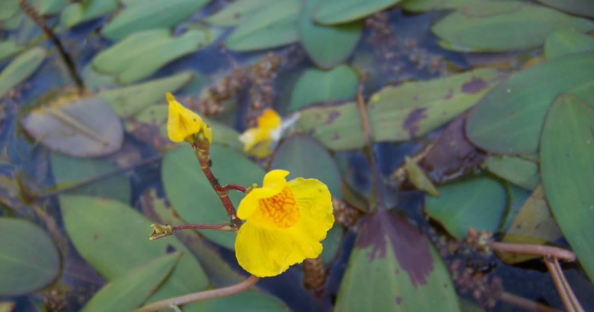 Carnivorous Plants Bladderwort