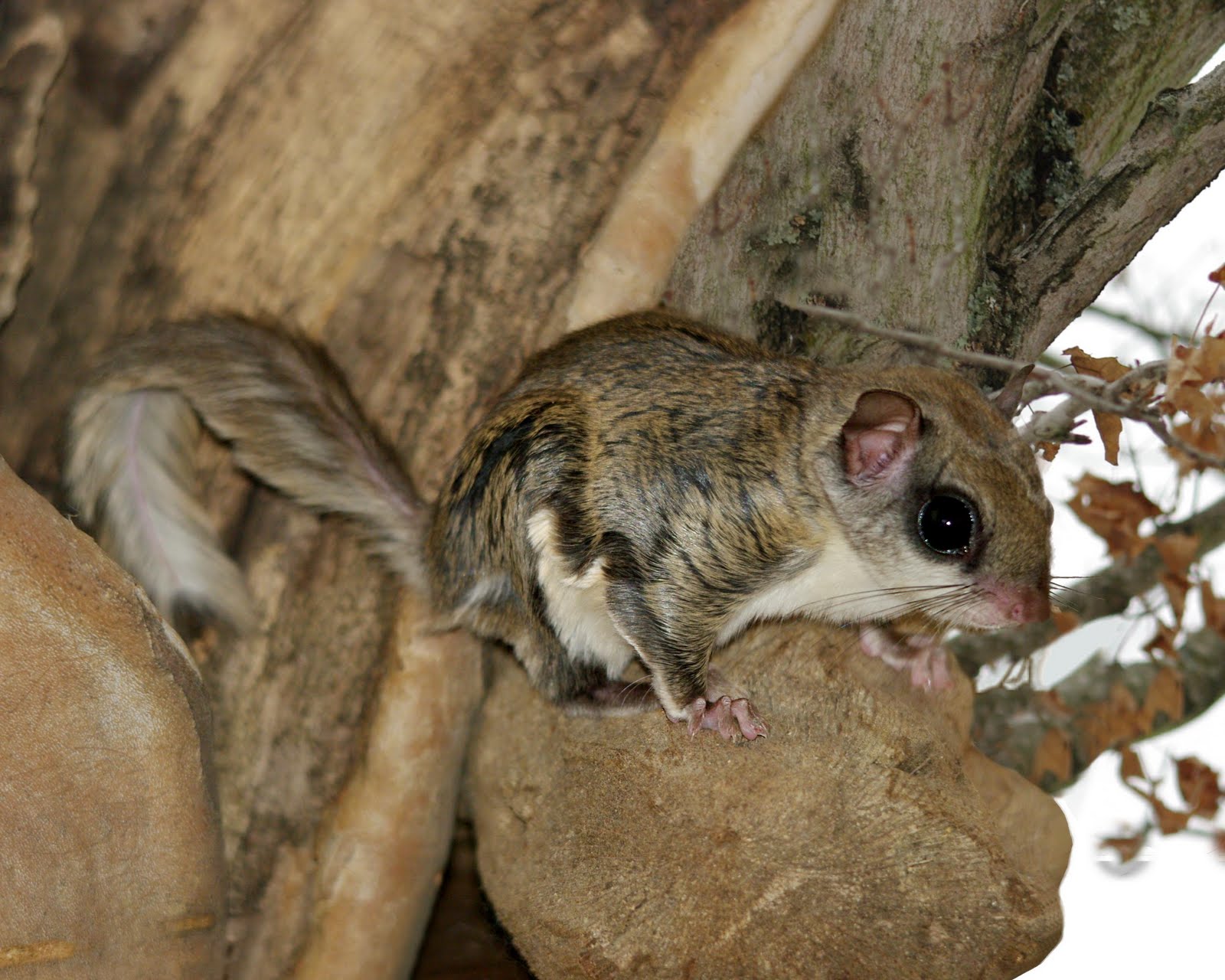 Flying Squirrel Eating