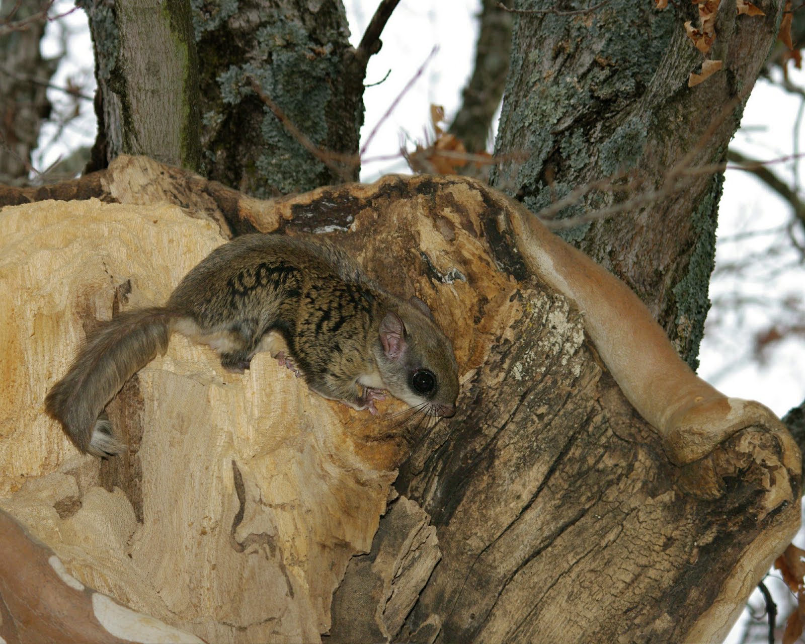 flying squirrels squirrel indiana ohio southern eastern indy parks nature
