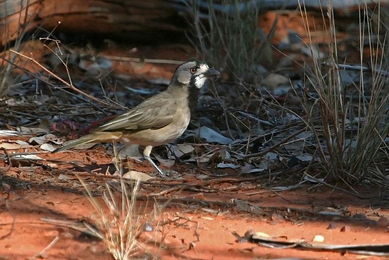 Crested Bellbird
