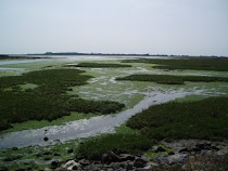 Pagham Harbour