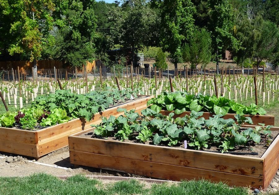 Foods For Long Life Start Your Fall And Winter Vegetable Garden How