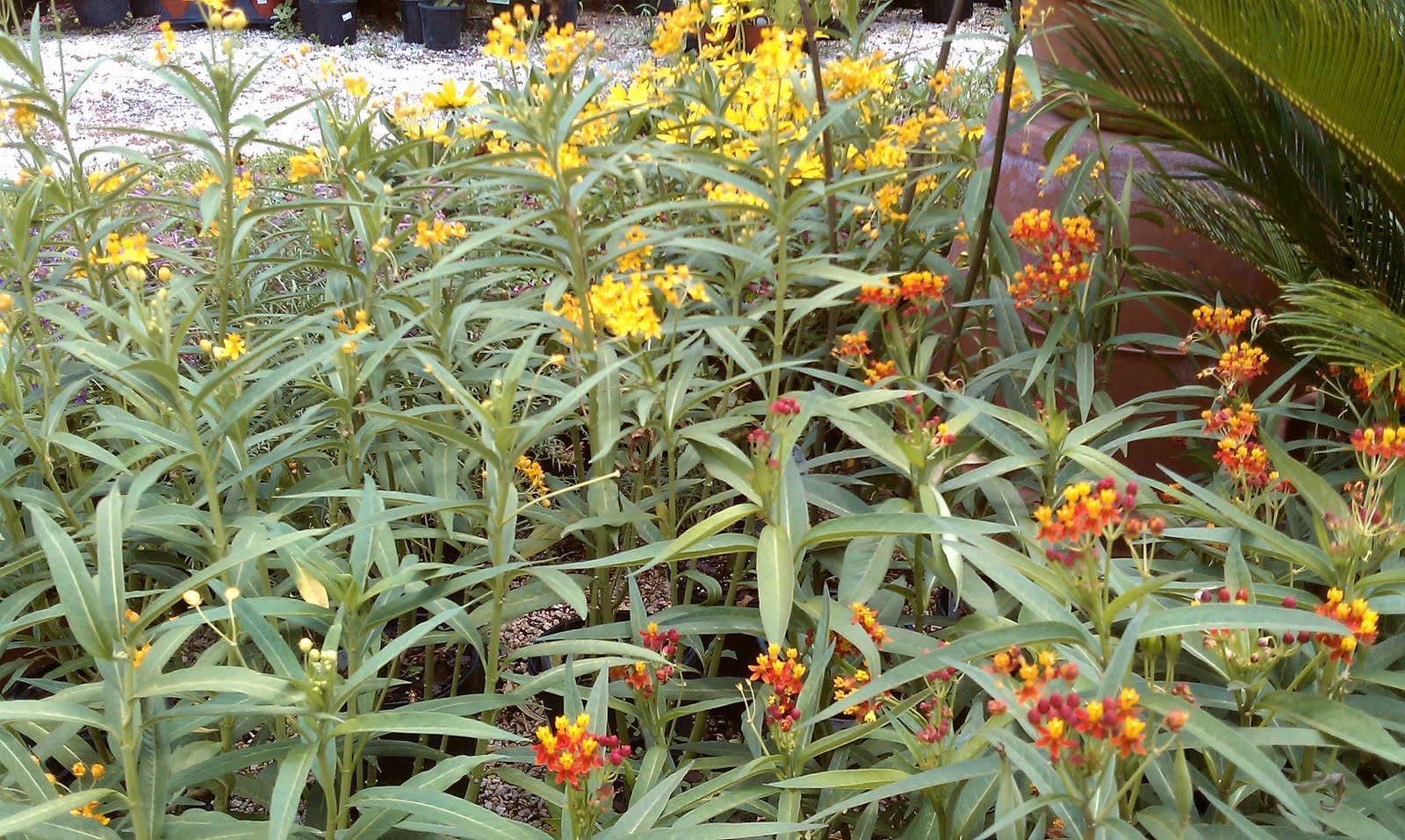 Hester and Zipperer Lawn & Garden