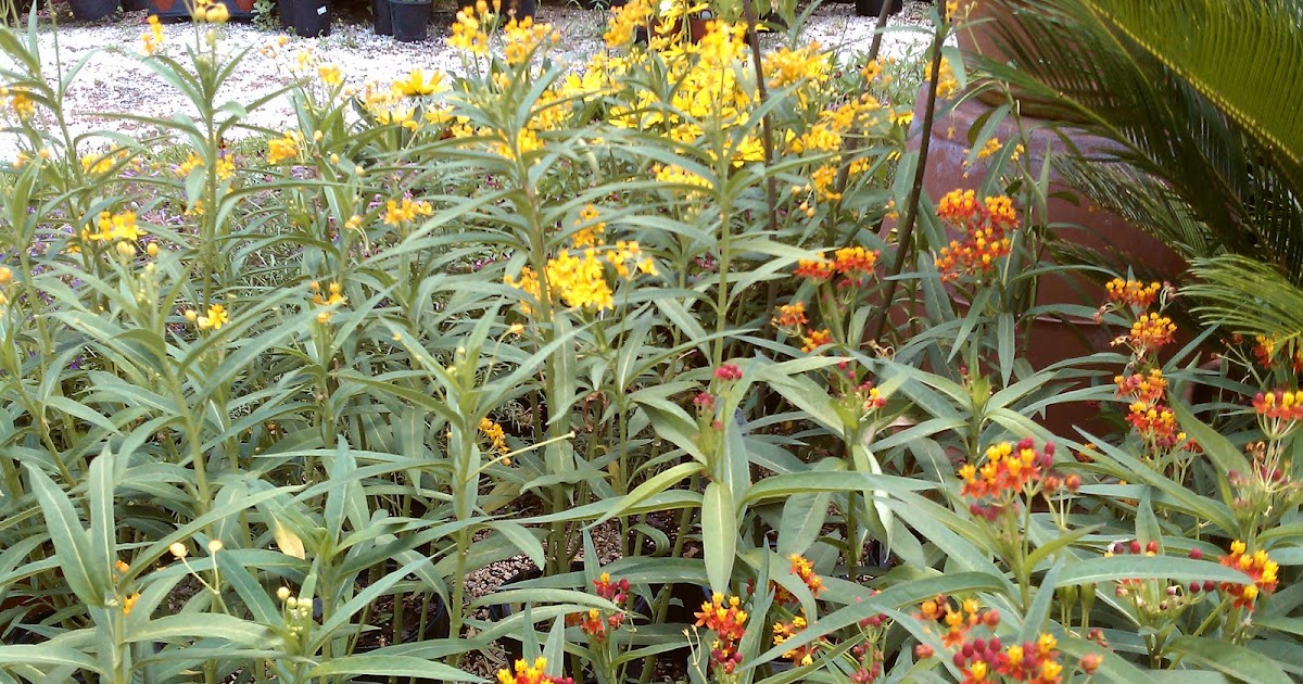 Hester and Zipperer Lawn & Garden: Got Milkweed?