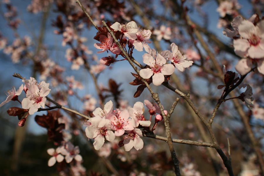 [Cherry+Blossom+Wheaton.jpg]