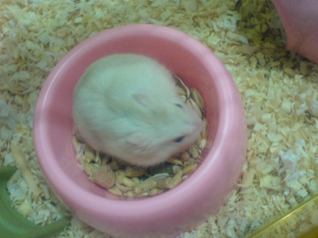 Jual Aksesoris Hamster (Bekas) Pekanbaru | Hamster Land