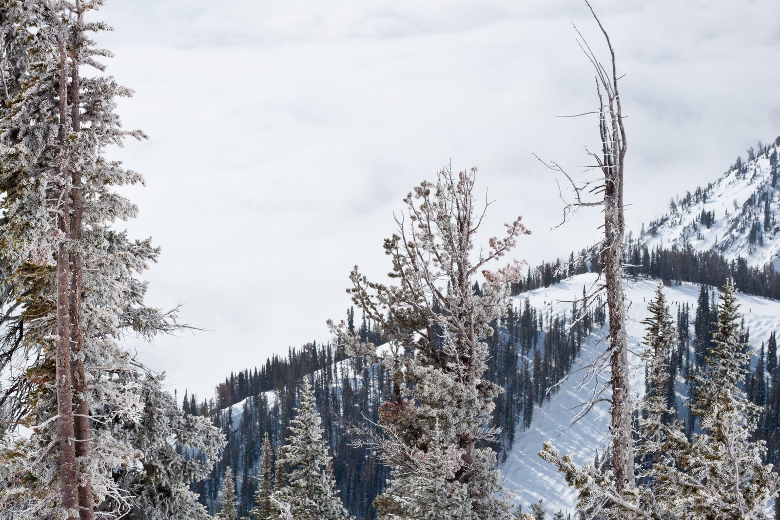 [Jackson+Hole_2010_03-38.jpg]