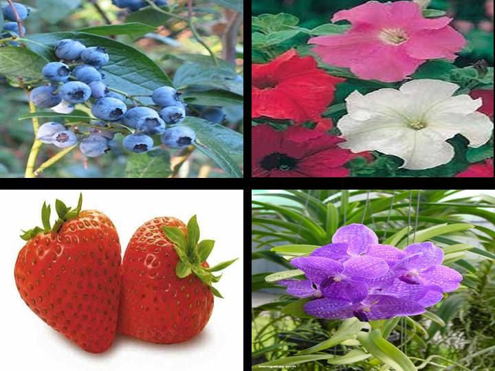 different science topics: Plant pigments
