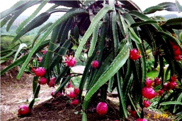 Pokok Naga