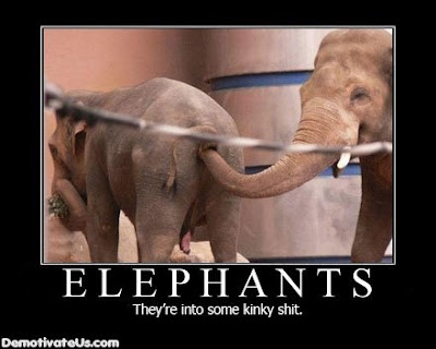 elephants-theyre-into-some-kinky-shit-demotivational-poster.jpg