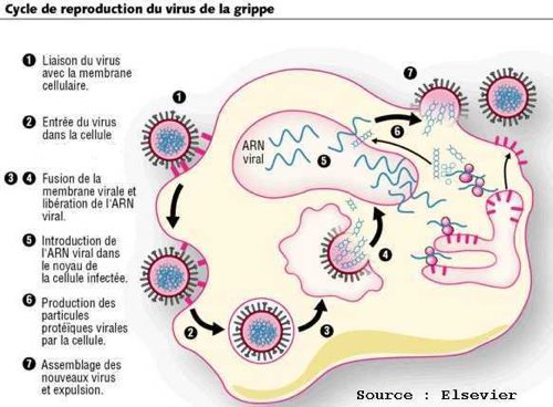 Cycle de reproduction du virus de la grippe