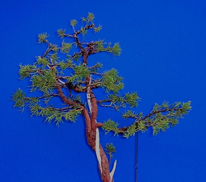 Bonsai Progression Chinese Juniper Blaauws