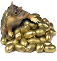 [squirrelongoldennuts.jpg]