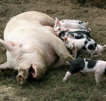 [Pigs-wean.jpg]