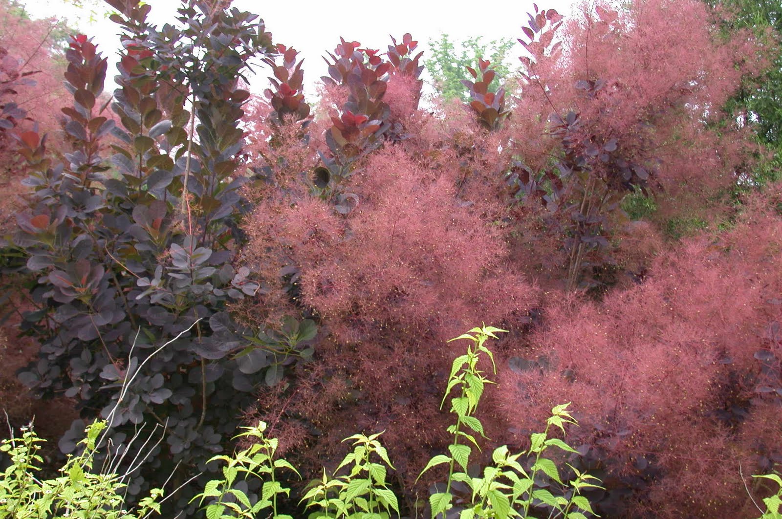 Burgundy Shrubs