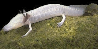 http://1.bp.blogspot.com/_ZjlkXUkuDJw/SZSzen0w9bI/AAAAAAAAAX4/qZ_L0bK1O88/s320/Typhlomolge_rathbuni.gif