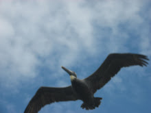 Bird Overhead