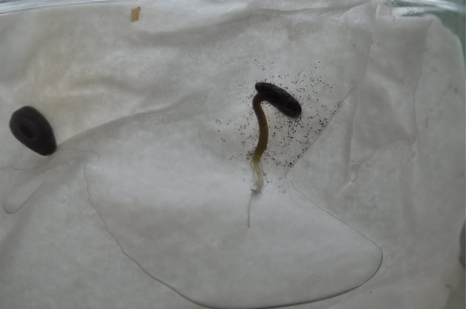 Germinate watermelon seeds paper towel