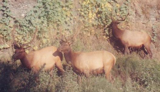 Bull Elk